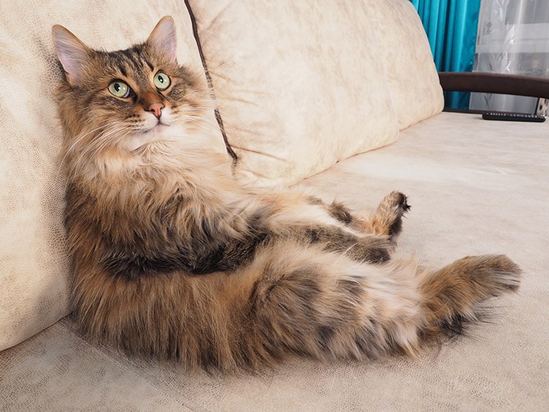 fluffy cat getting cozy on the couch