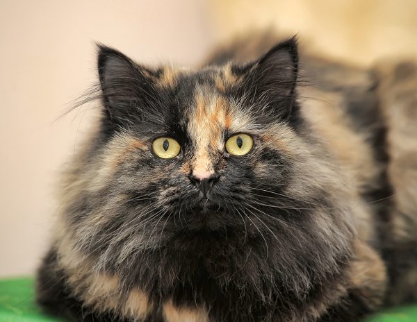 Tortoiseshell Cat: Info, Pictures, Care & Facts - Catster