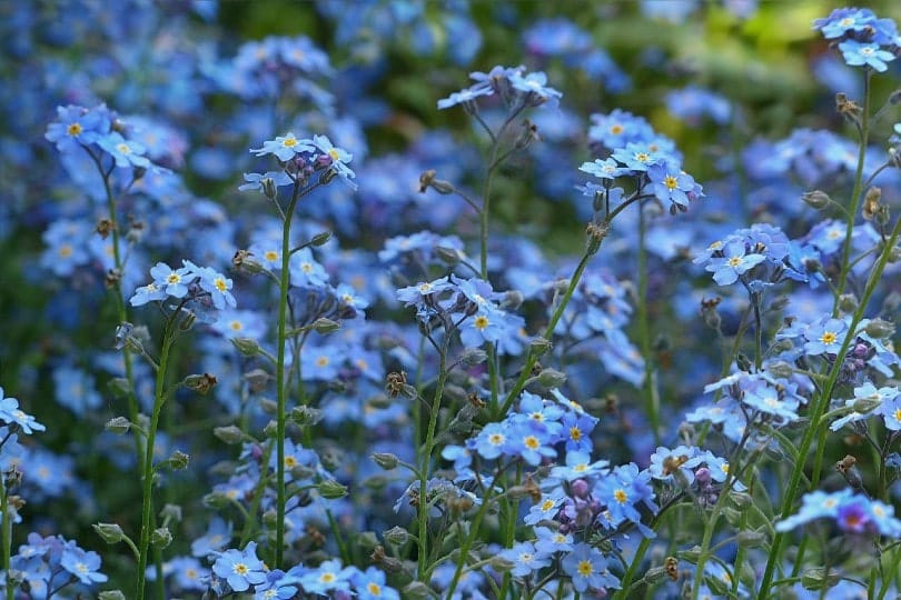 forget me not flowers outdoors
