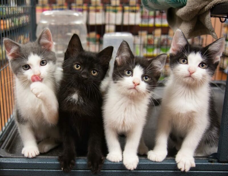 four kittens in a cage pet store