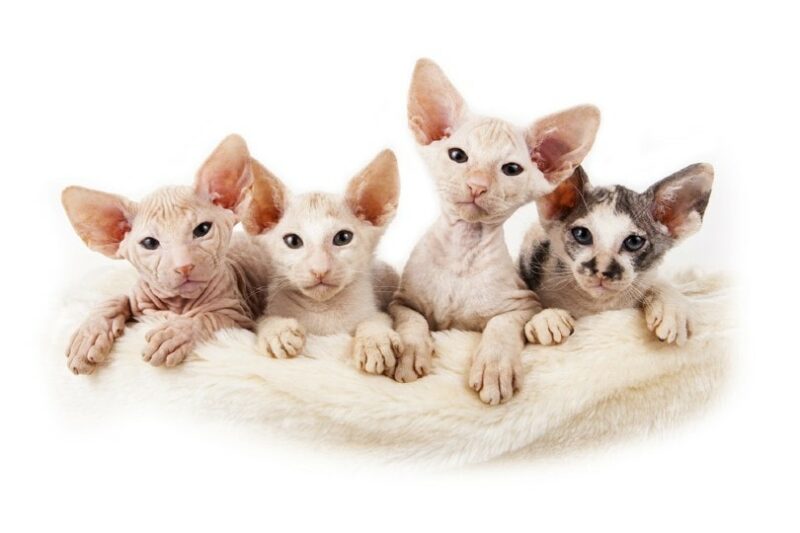 four little Sphynx kittens