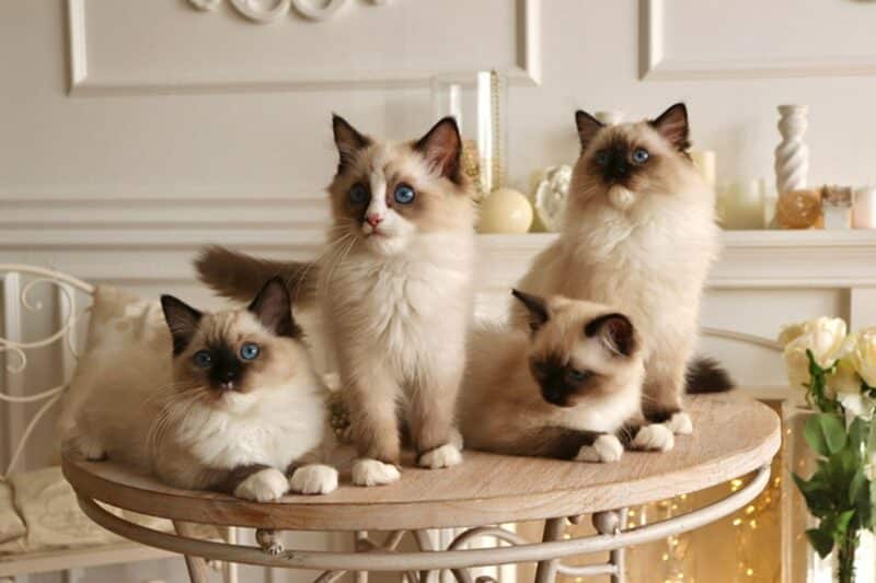 four ragdoll kittens on a table