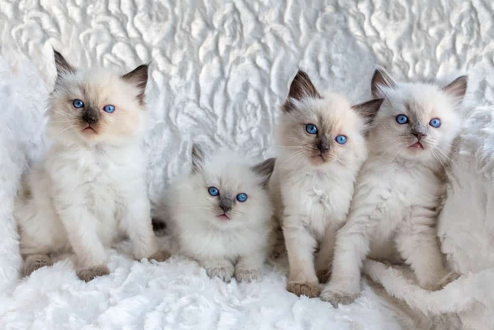 Four Ragdoll kittens