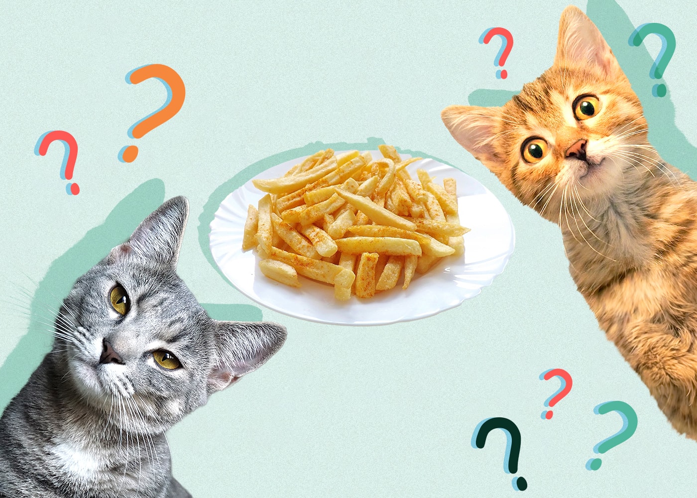Can Cats Eat french fries
