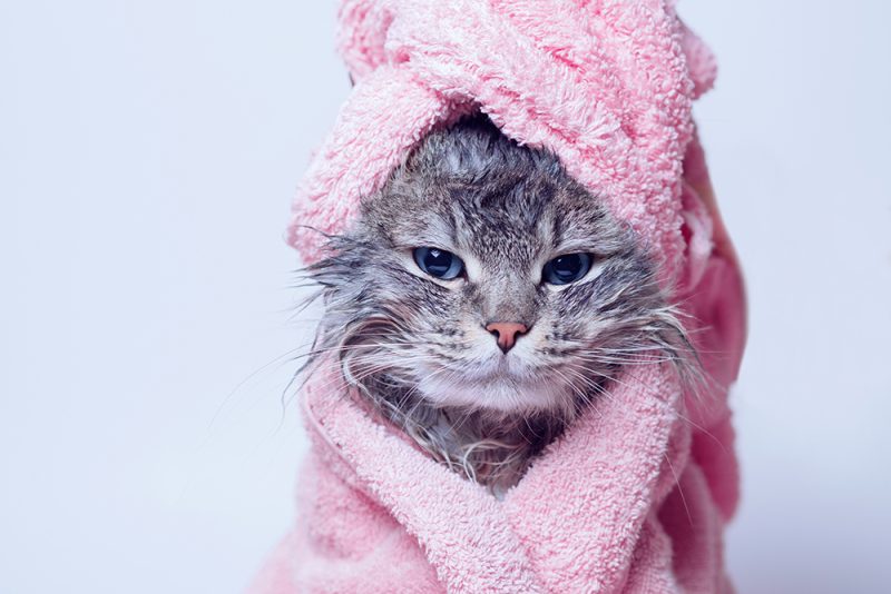 freshly bathed cat wrapped in pink towel