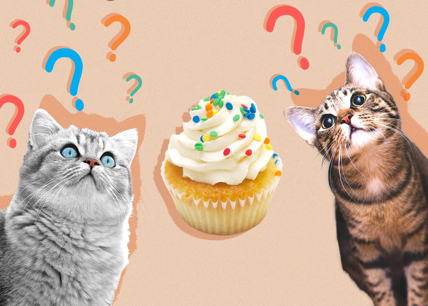 Can Cats Eat Frosting