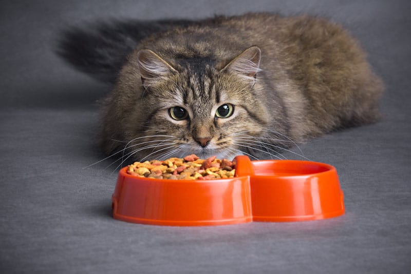 funny cat looks at a bowl of dry food