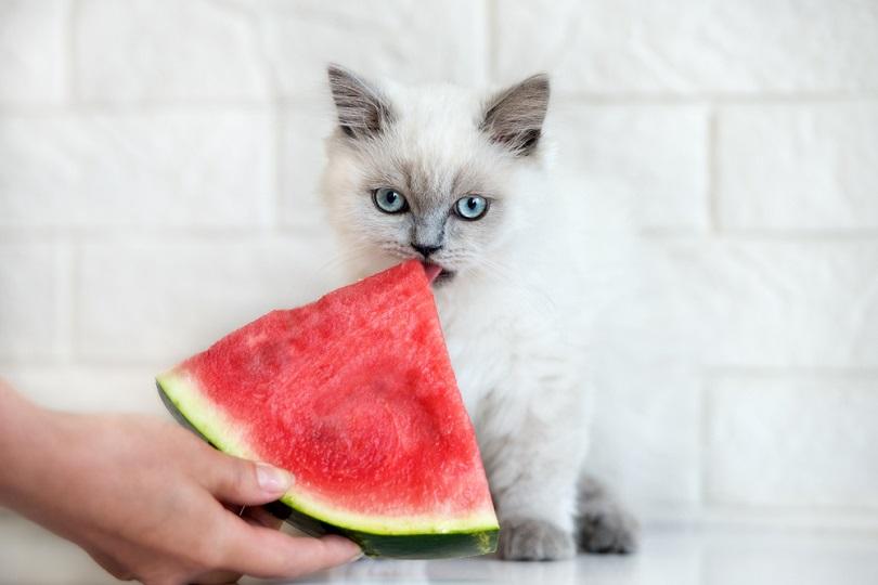 funny kitten eating watermelon