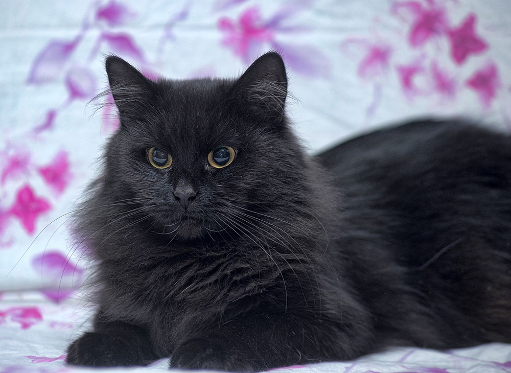 furry black cat