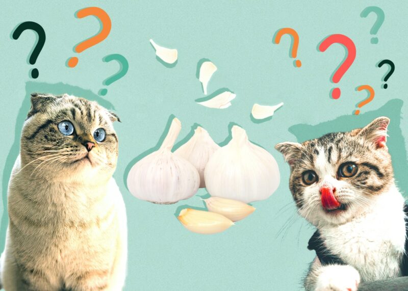 Can Cats Eat garlic