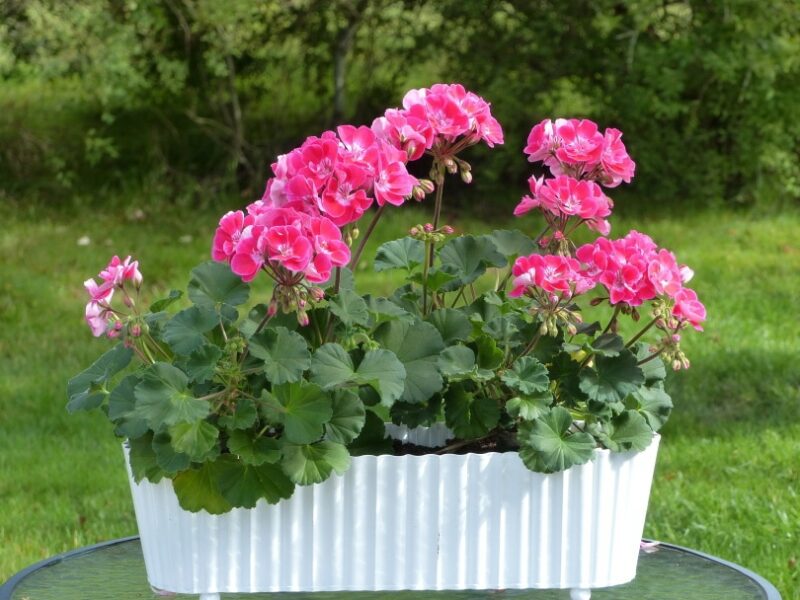 geranium flowers in white pot