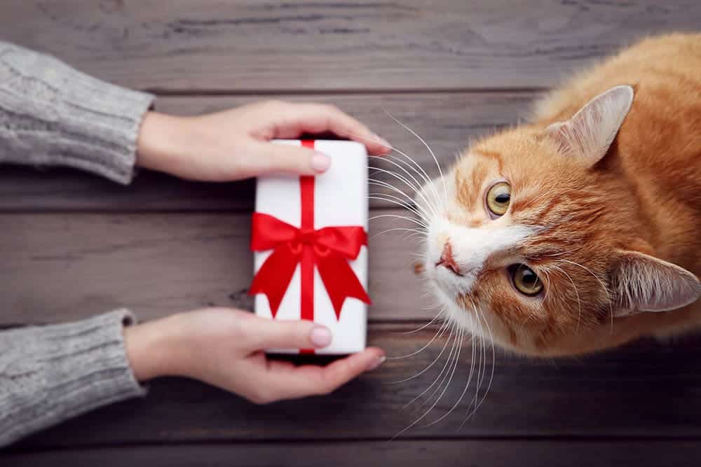 gift box and a ginger cat