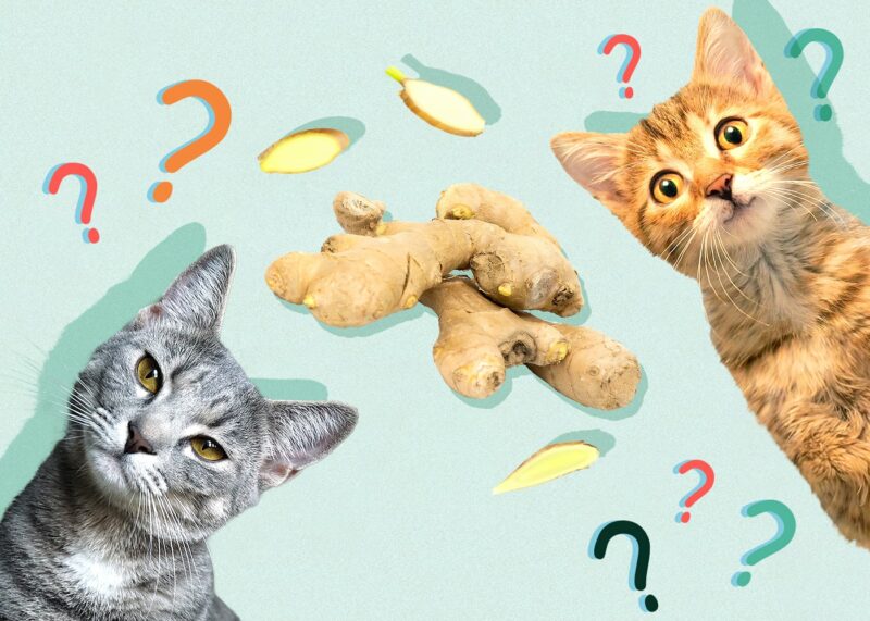 Can Cats Eat ginger