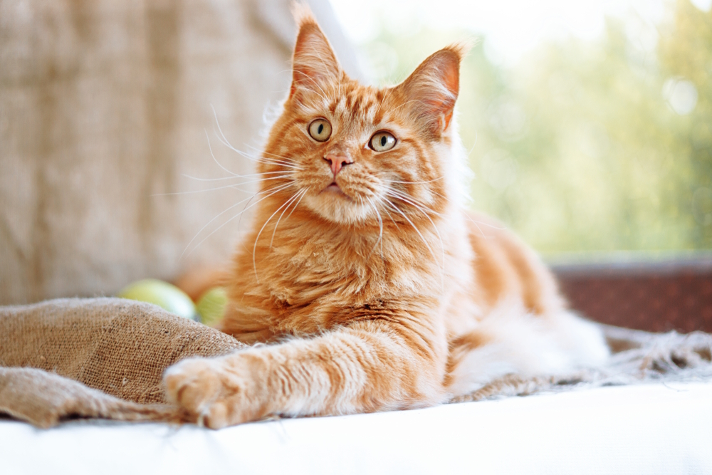 ginger-Maine-coon-cat-on-the-balcony