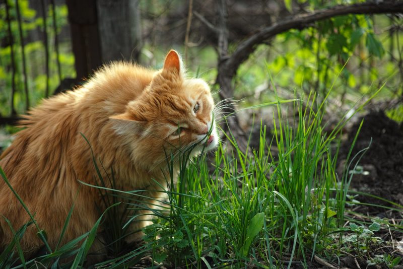 ginger cat eating grass outside