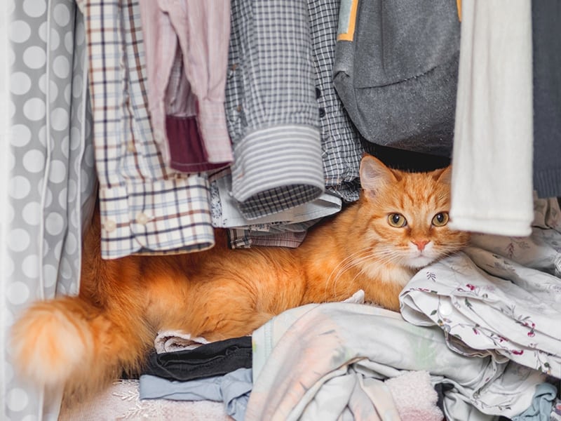 ginger cat hiding in the closet