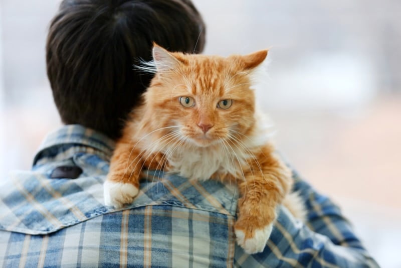 ginger cat in mans shoulder
