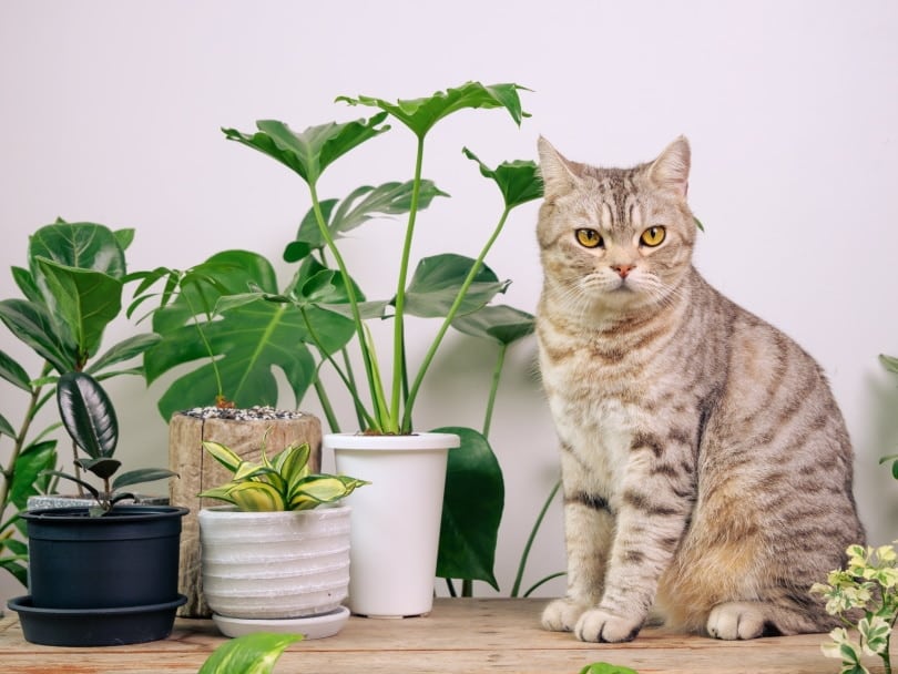 How to Cat-Proof Plants: 17 Easy & Effective Tips - Catster