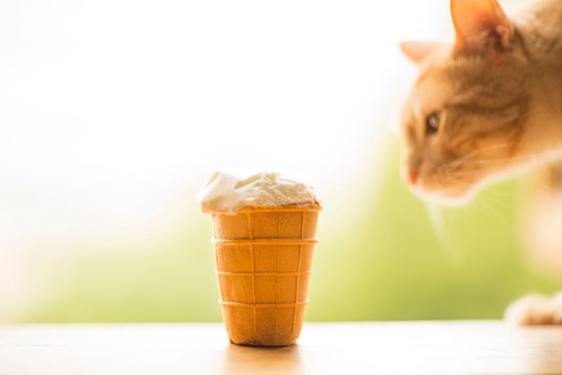 ginger cat next to ice cream cone