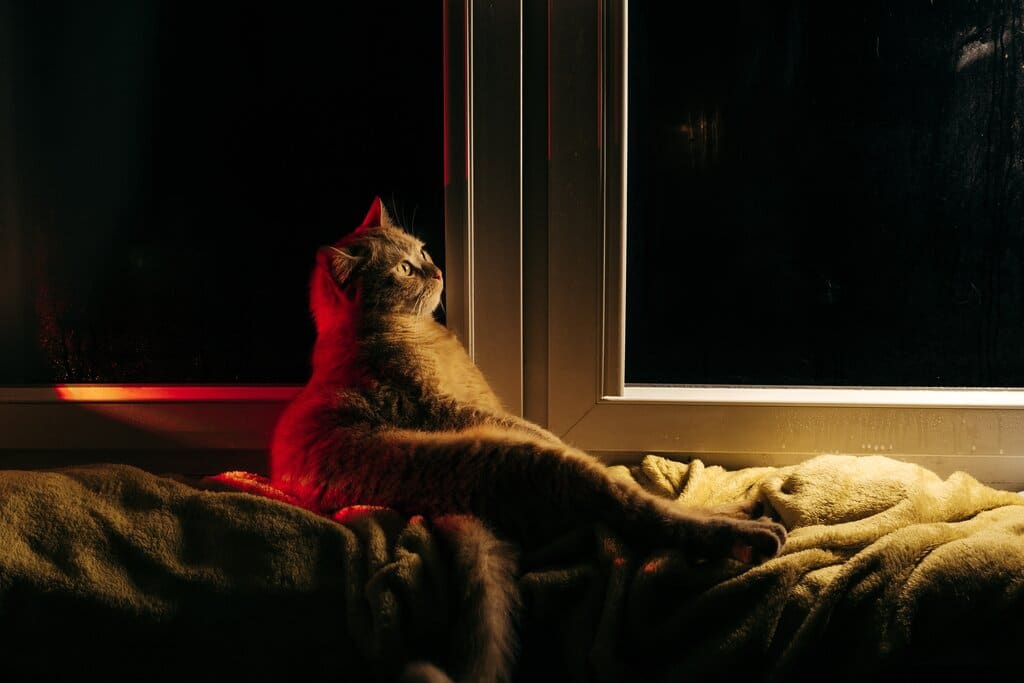 ginger cat on bed at night near window 