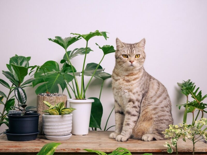 ginger cat on wood table with air purify house plants_Foto2rich_shutterstock
