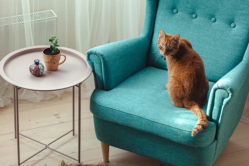 ginger cat sitting on a blue armchair