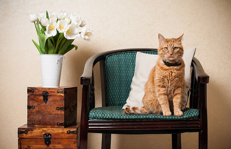 ginger cat sitting on an armchair