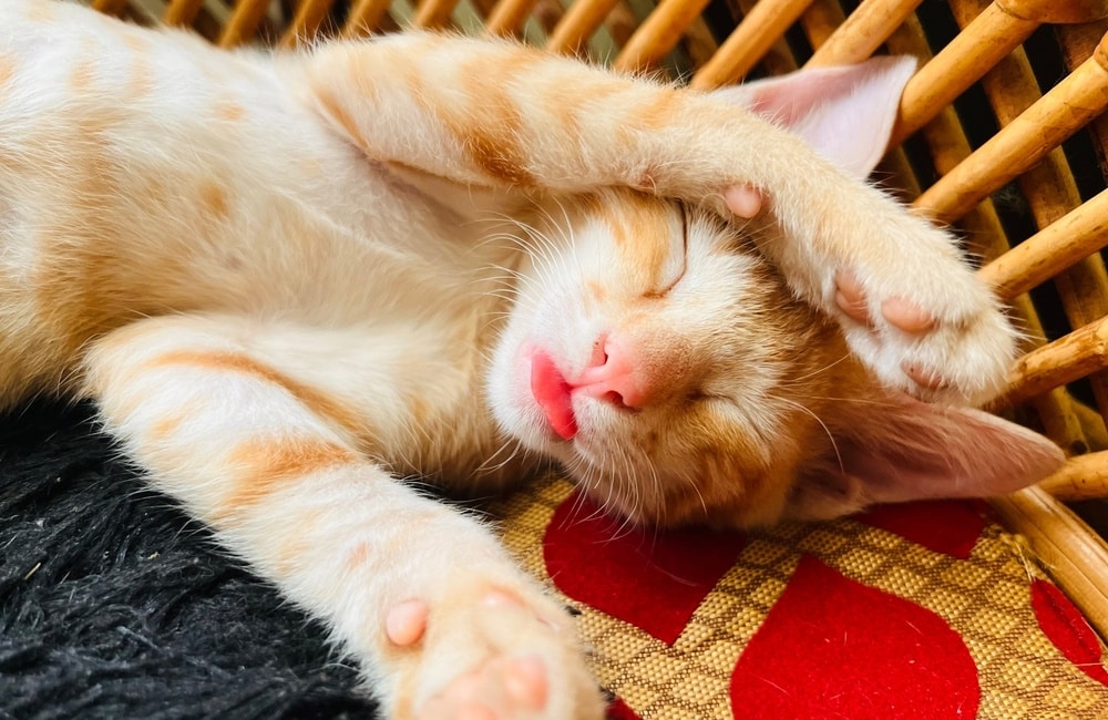 ginger cat sleeping with tongue out
