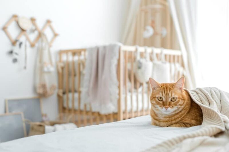 ginger cat with a background of a crib