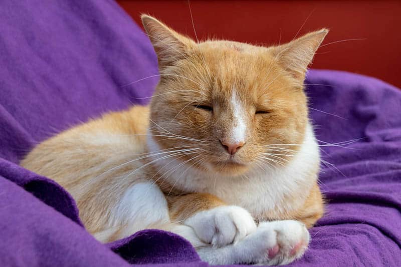 Ginger cat with swollen nose