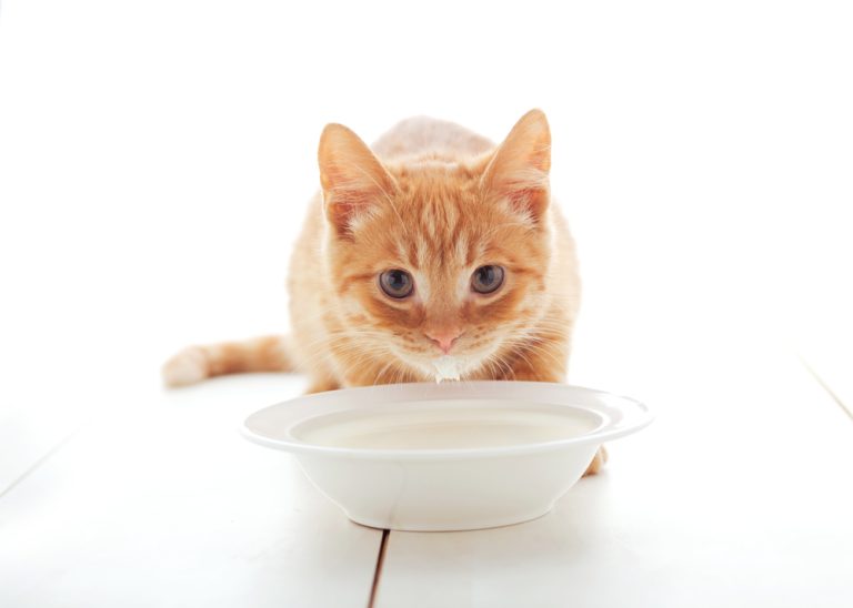 Can Cats Have Lactose-Free Milk For Kittens