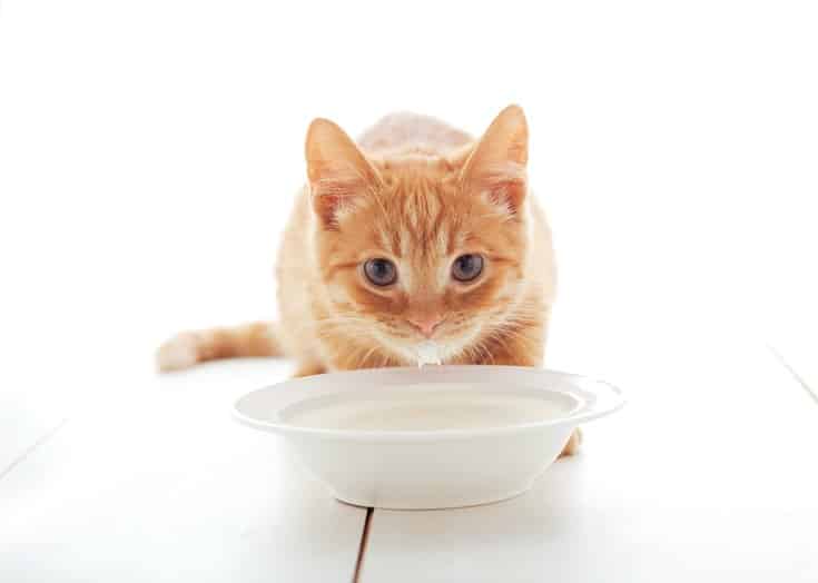 ginger kitten drinking milk