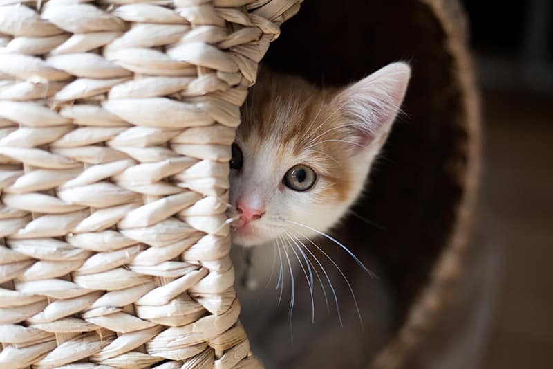 ginger kitten hiding in its wicker pod