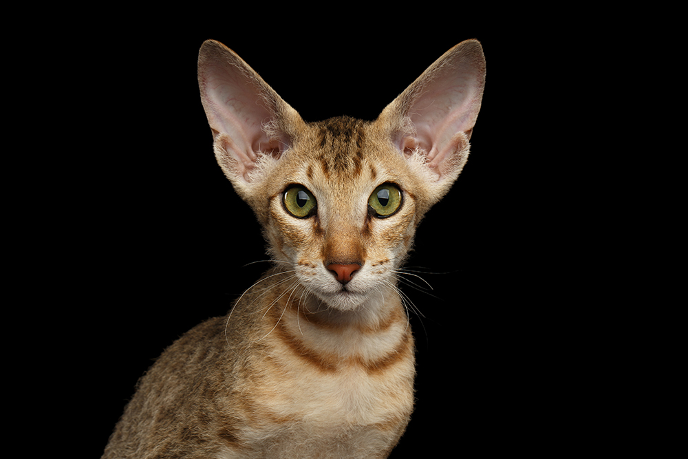 Ginger Peterbald cat up close