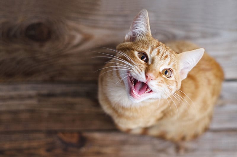 ginger tabby cat looking up meowing