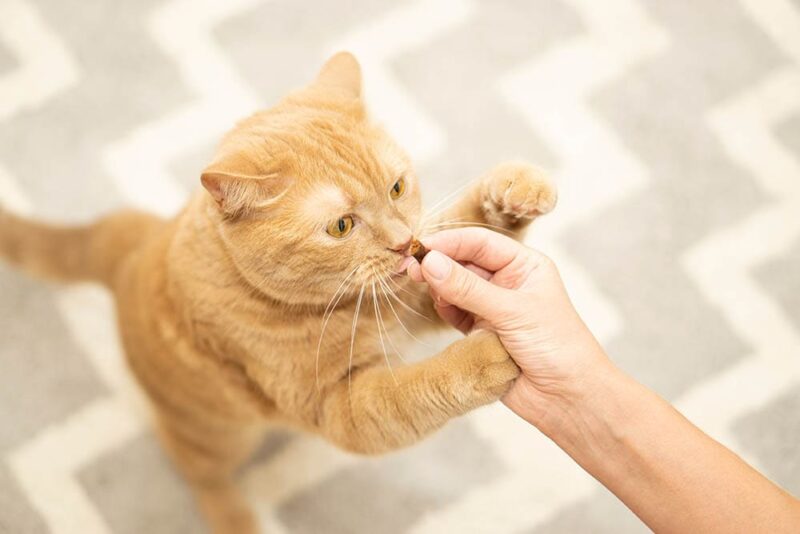 giving orange cat a hemp chew