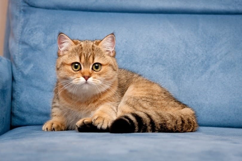 golden british shorthair cat lying on a blue sofa