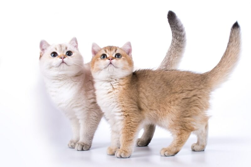 golden kitten with green eyes and silver point with blue eyes_OksanaSusoeva_shutterstock