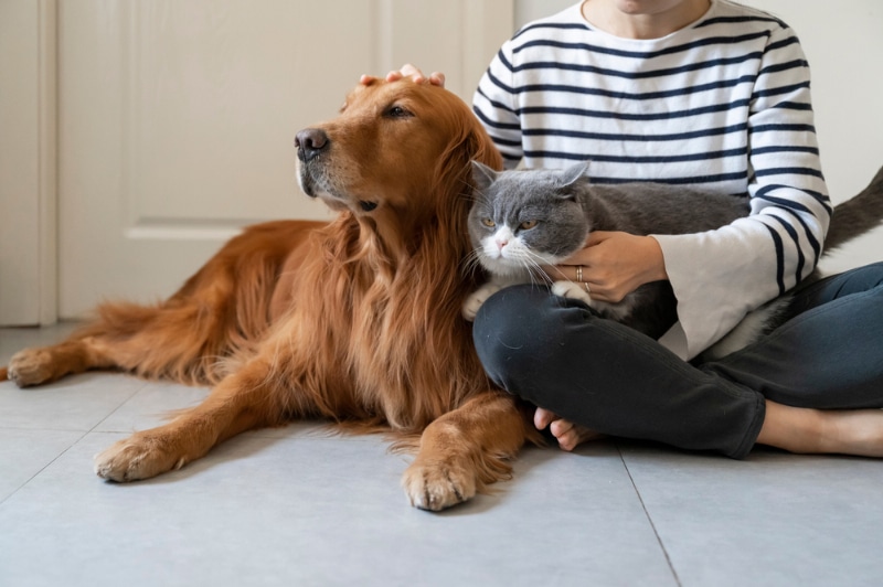 golden retriever dog and british shorthair cat with their owner