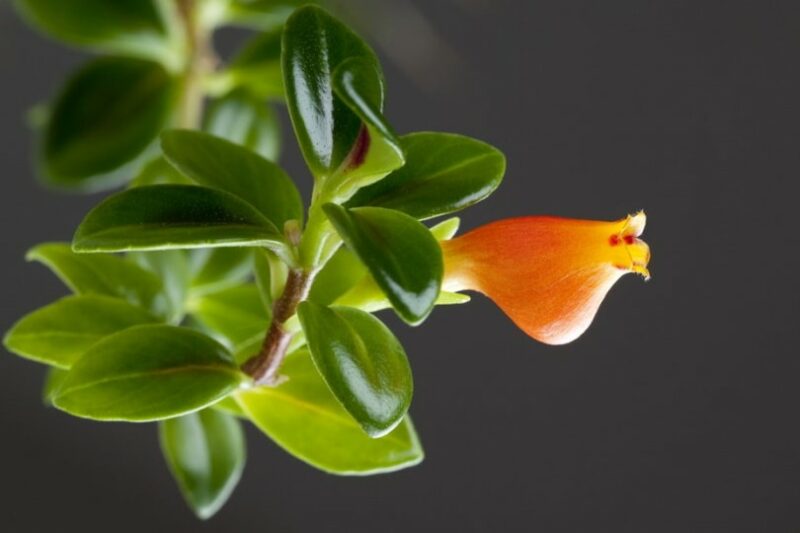 goldfish plant black background