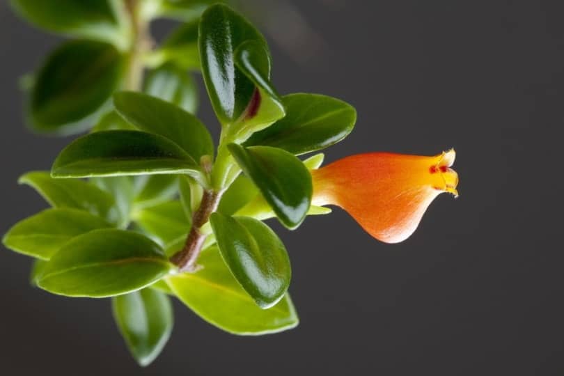 goldfish plant black background