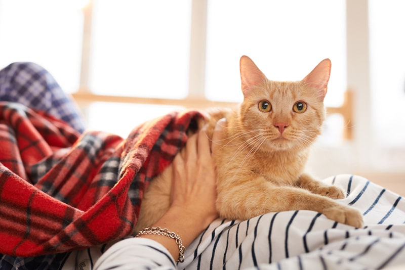 gorgeous ginger cat lying on owners belly