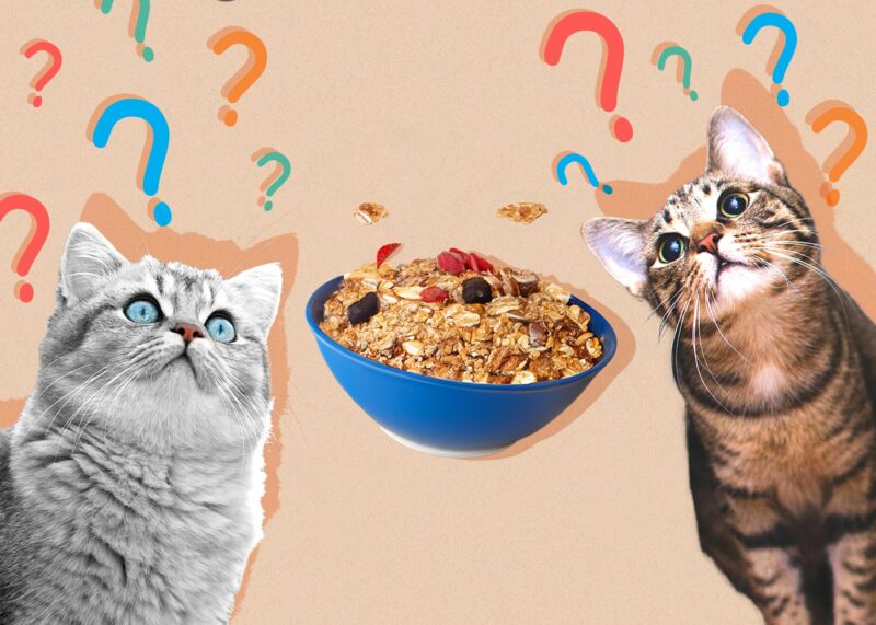 Can Cats Eat Granola