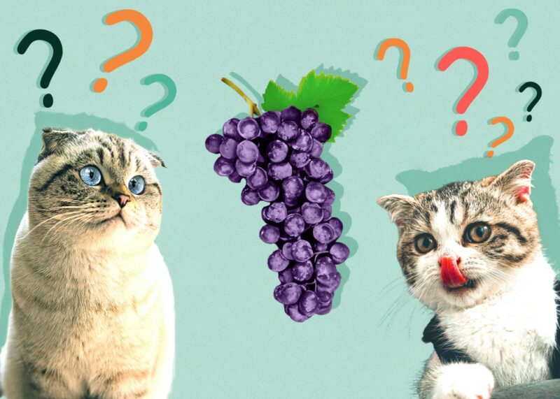 Can Cats Eat Grapes