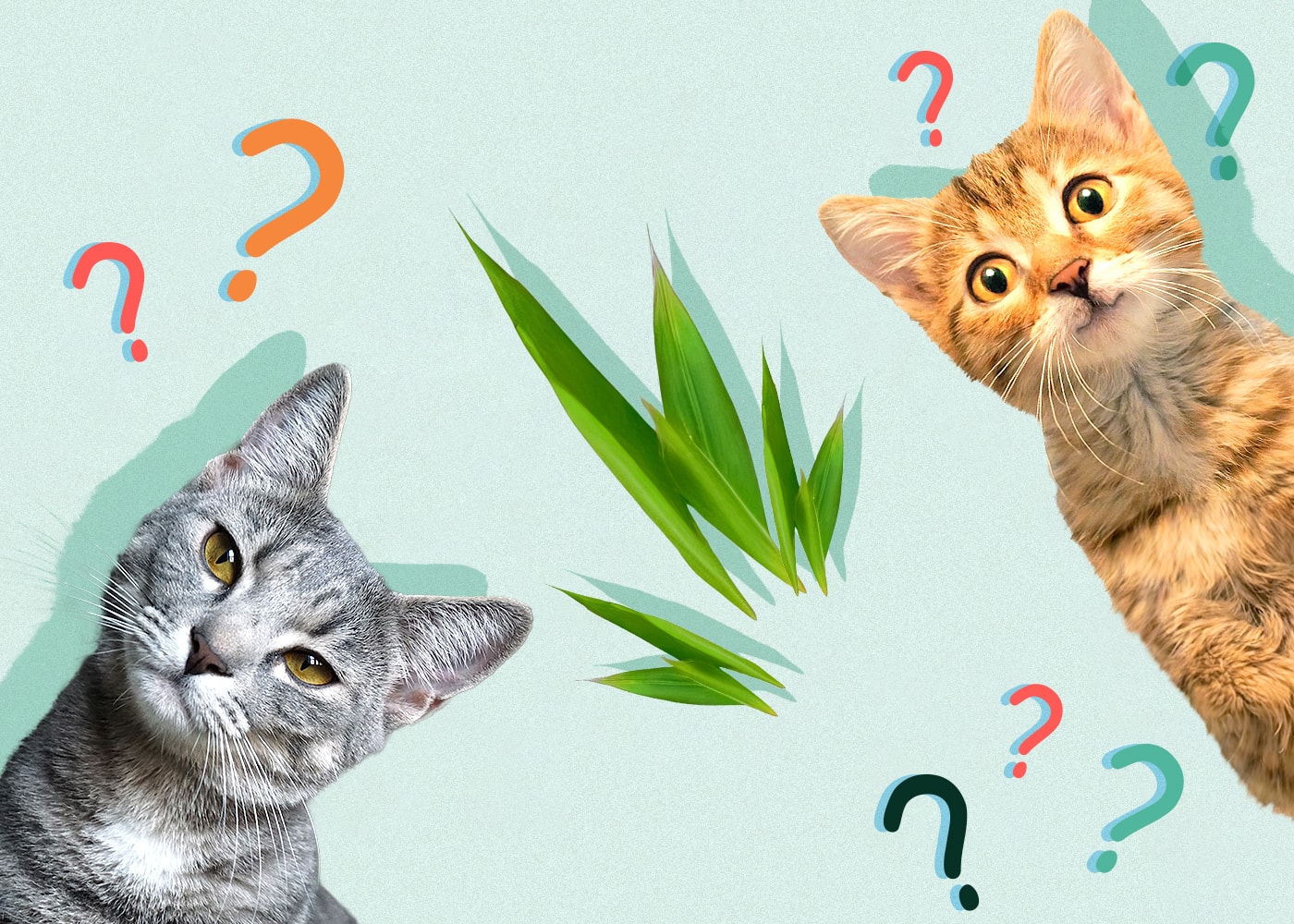 Can Cats Eat grass
