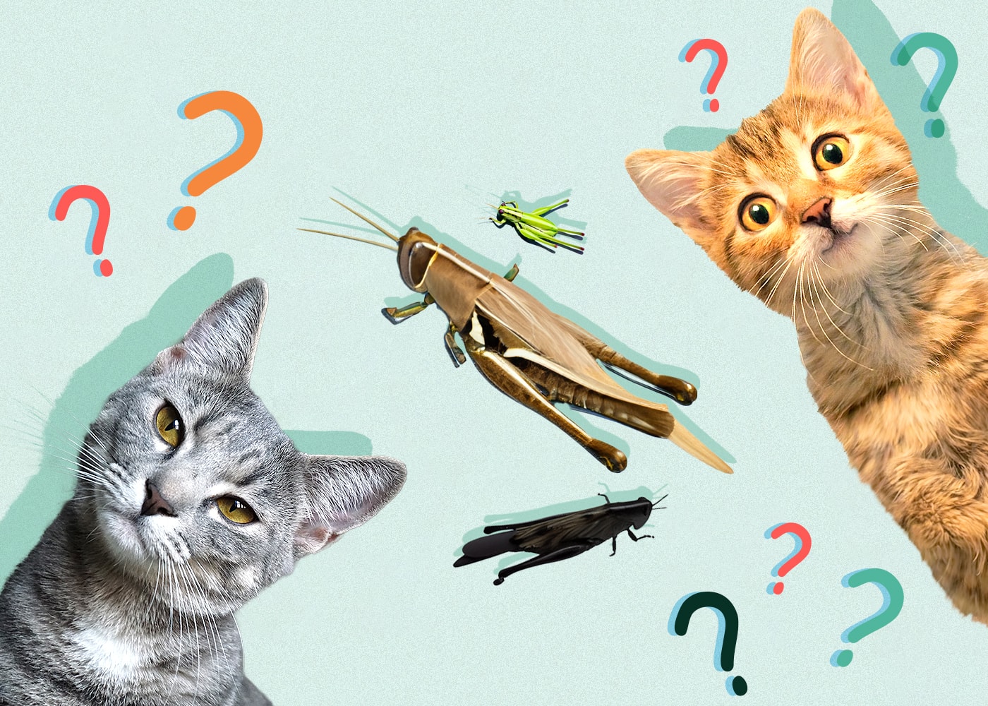 Can Cats Eat VetApproved Nutrition Facts Catster