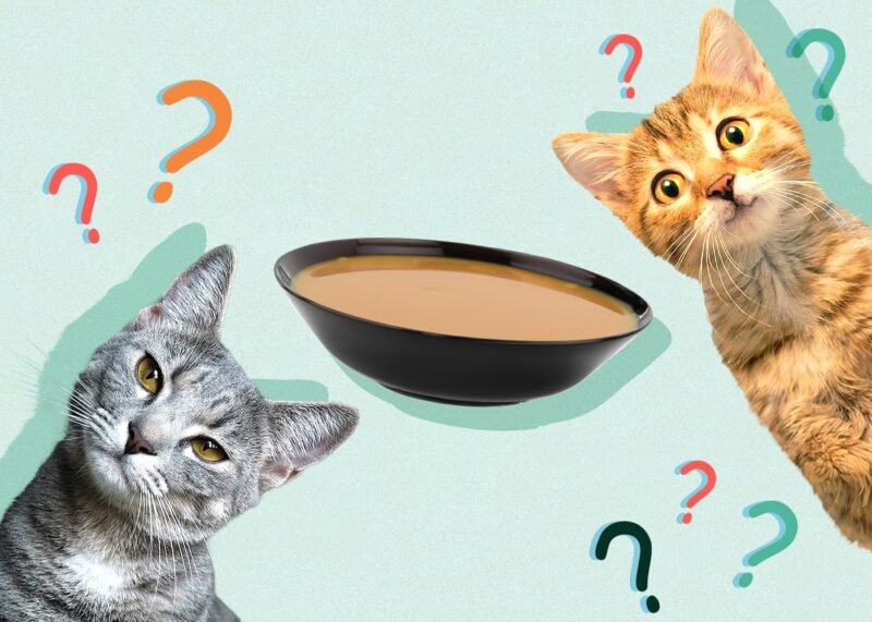 Can Cats Eat Gravy