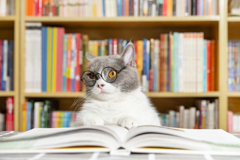 gray and white cat reading a book
