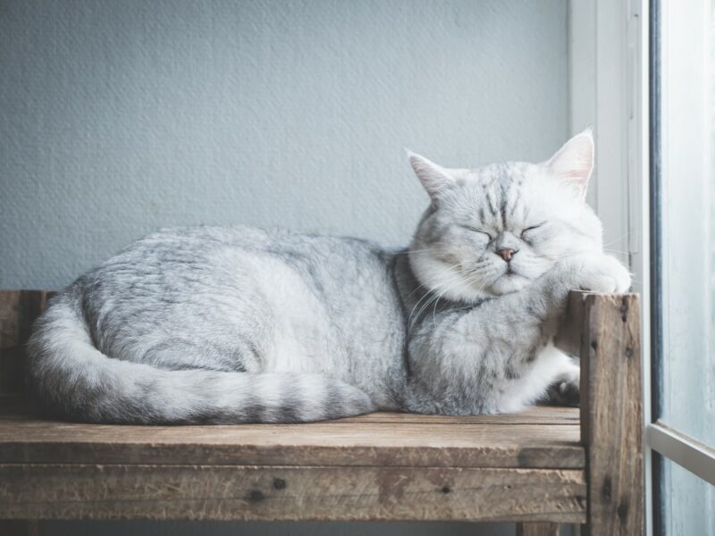 gray and white cat sleeping on a wood