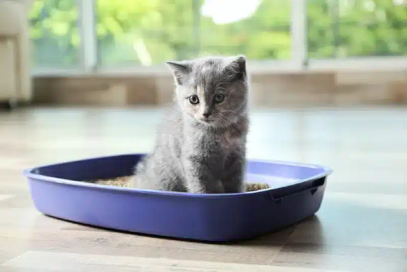 gray british shorthair kitten in cat litter box